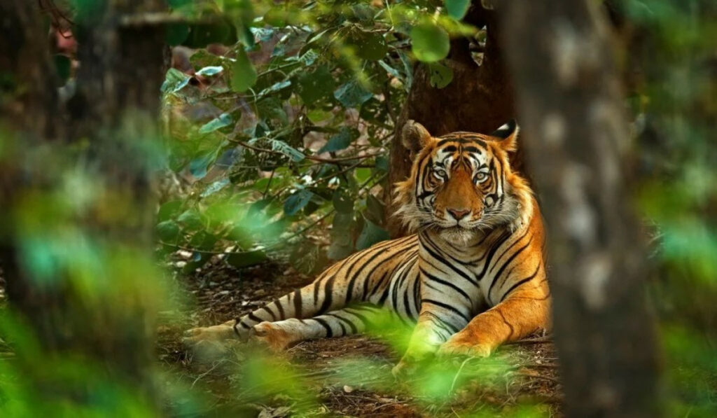 Tiger reserve main