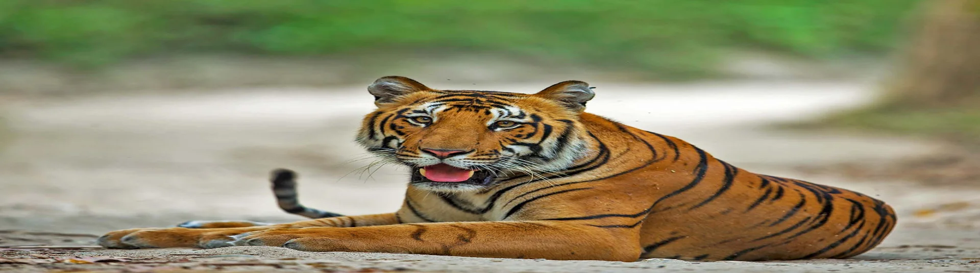 Tiger Safari Slider