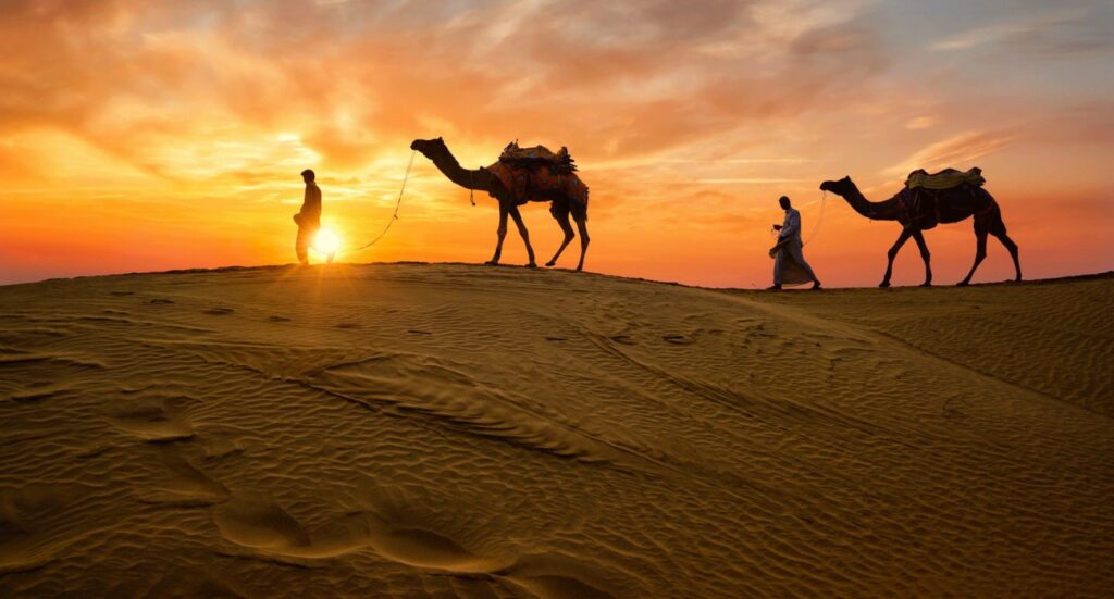 Rajasthan Camel