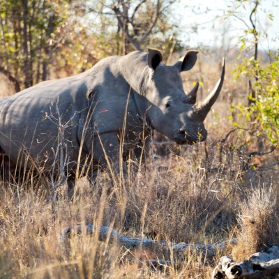 rhinos safari